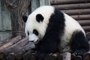 630+ Gambar Hewan Panda Dan Asalnya Gratis