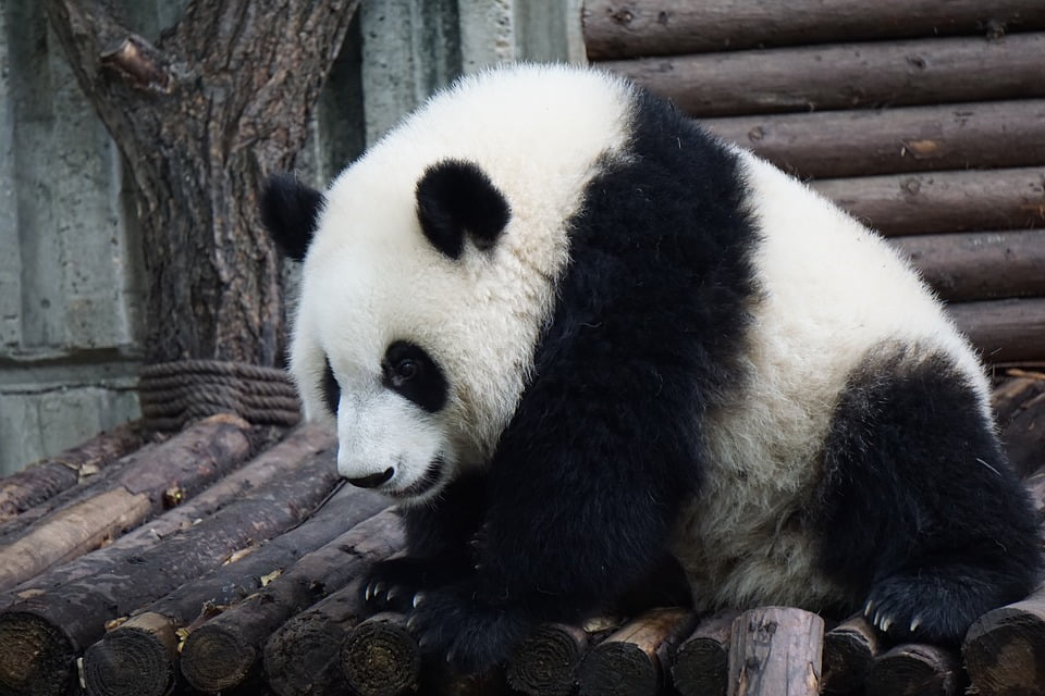 descriptive-text-panda