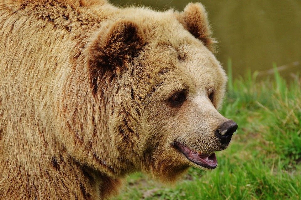 descriptive-text-beruang