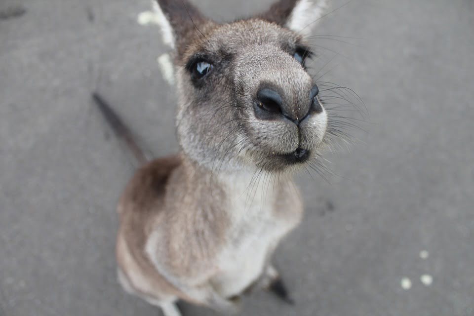 descriptive-text-kanguru