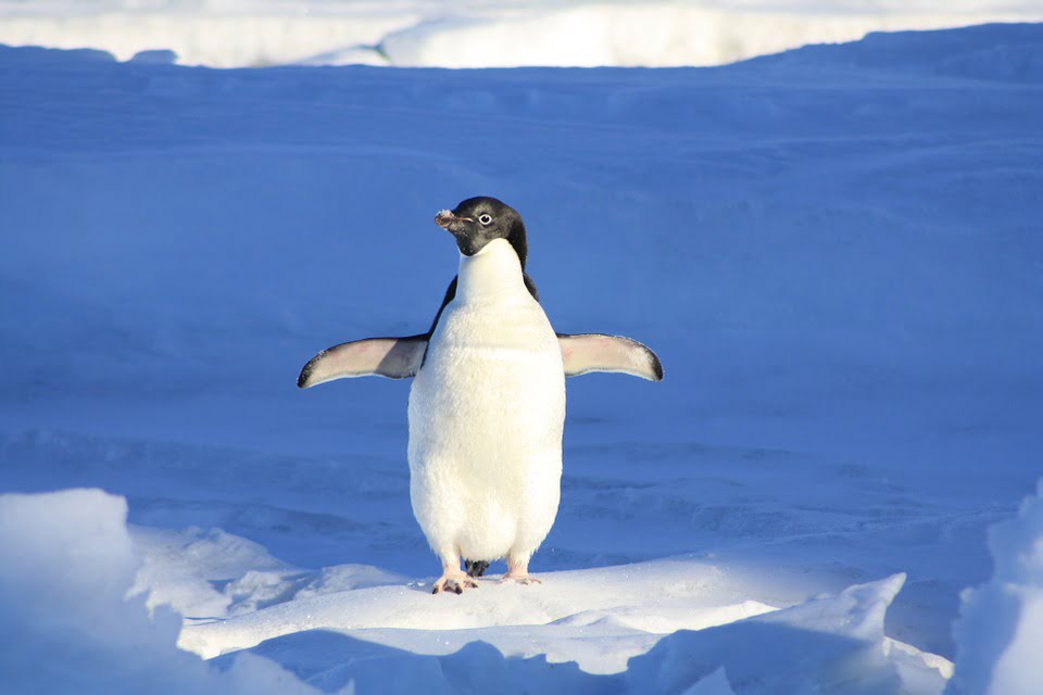 descriptive-text-penguin