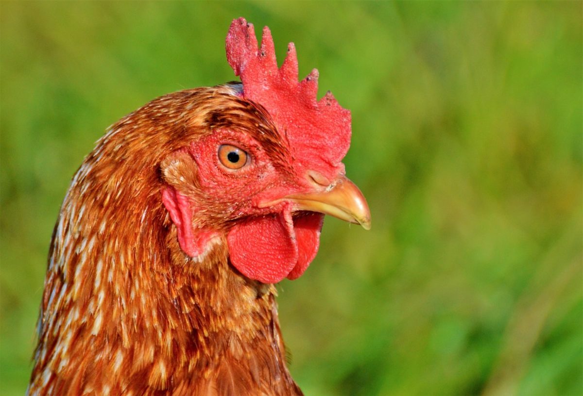 46 Gambar Hewan Ayam Yang Mudah Gratis Terbaru
