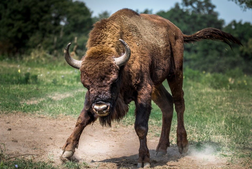 descriptive-text-bison