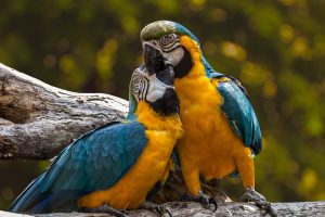 descriptive-text-burung-beo-parrot