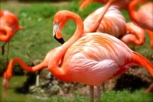 descriptive-text-flamingo