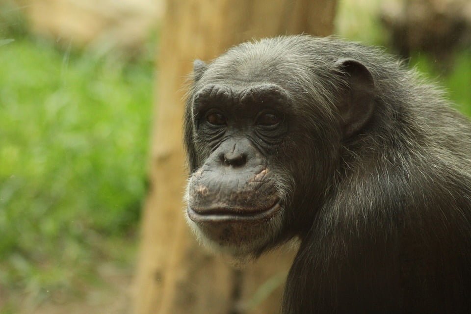 descriptive-text-simpanse