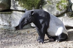 descriptive-text-tapir
