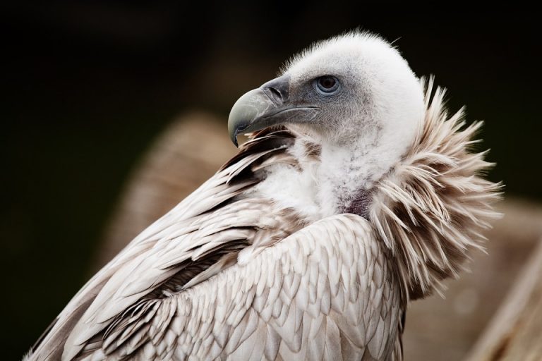 71 Burung Hantu Dalam Bahasa Inggrisnya Adalah Gratis Terbaik