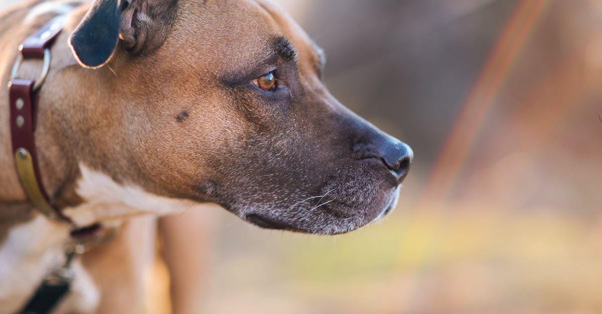 Foto Fokus Selektif Kepala  Anjing   Foto Stok Gratis 